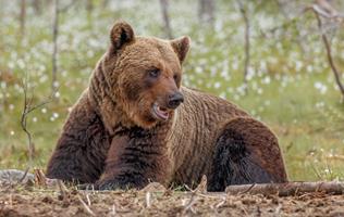 Brown Bear in Finland