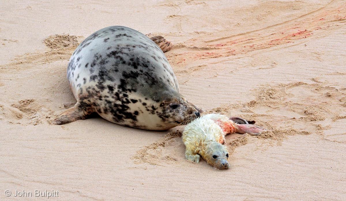 Grey Seal Cow with Newborn Pup by John Bulpitt
