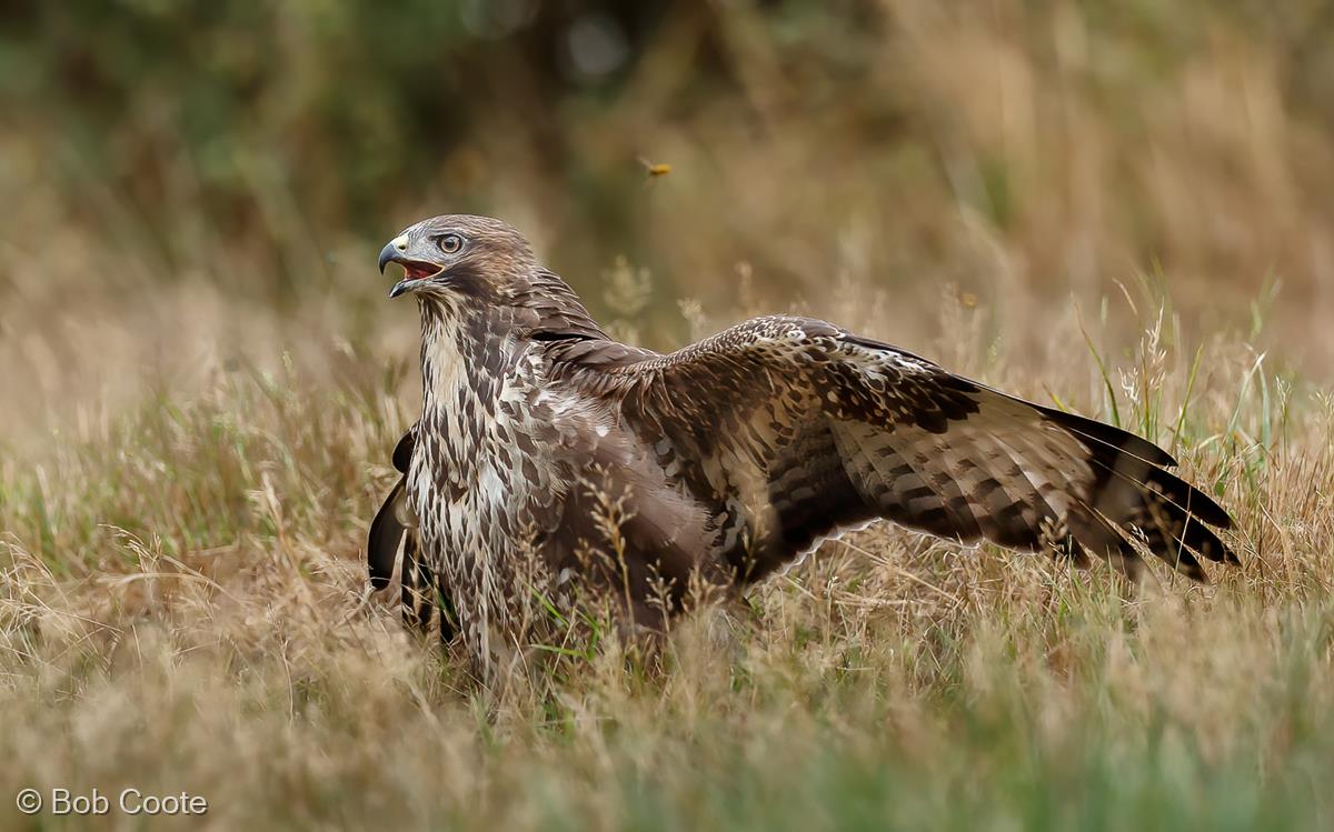 Buzzard by Bob Coote