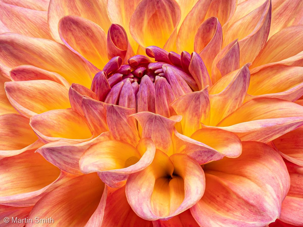 Dahlia Detail by Martin Smith