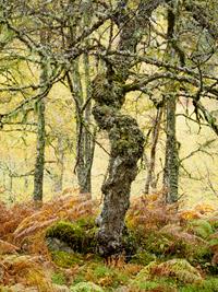 Autumn in Glen Affric