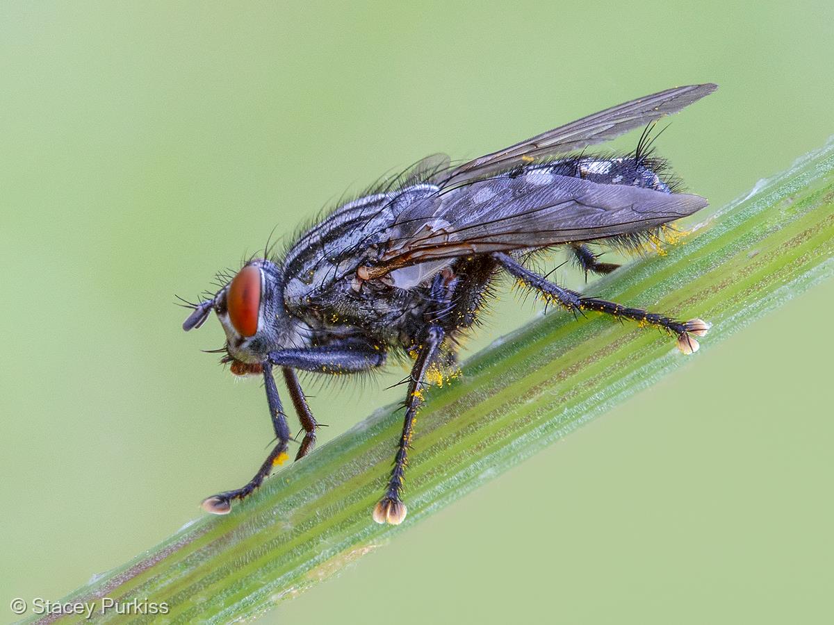 Flesh Fly by Stacey Purkiss