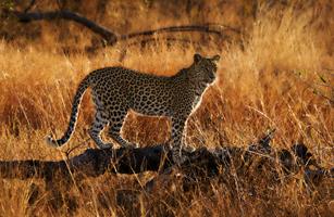 Hunting Leopard in Early Light