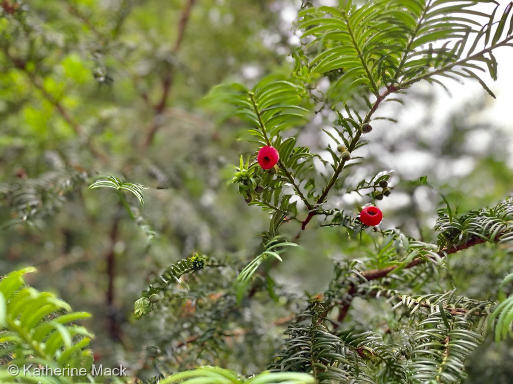 Red Berries by Katherine Mack