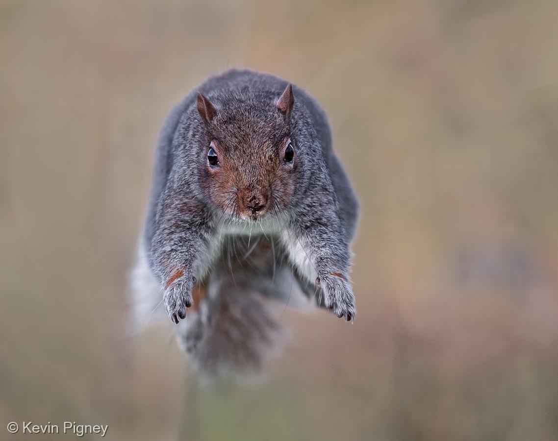 Grey Squirrel by Kevin Pigney