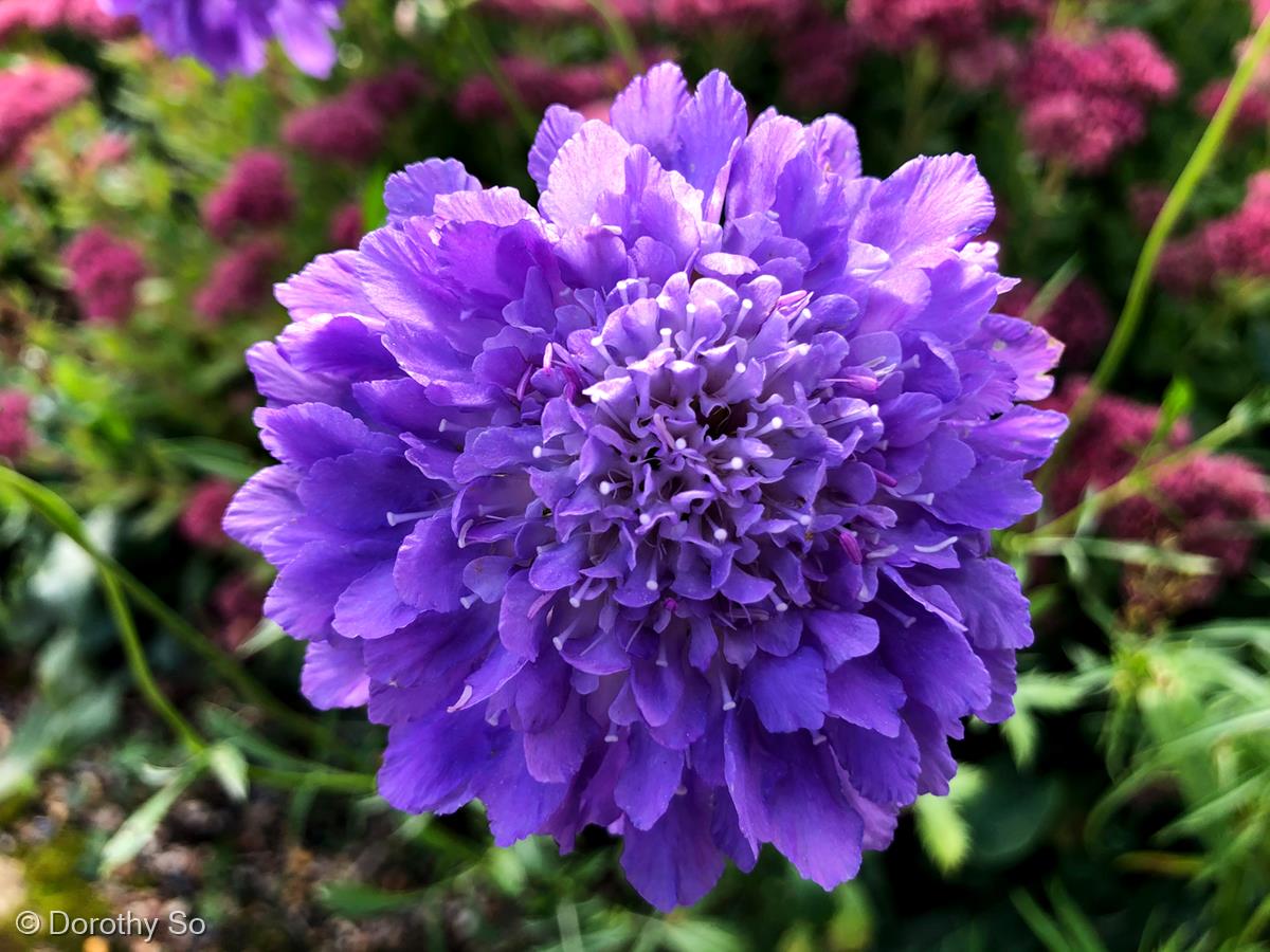Purple Carnation by Dorothy So