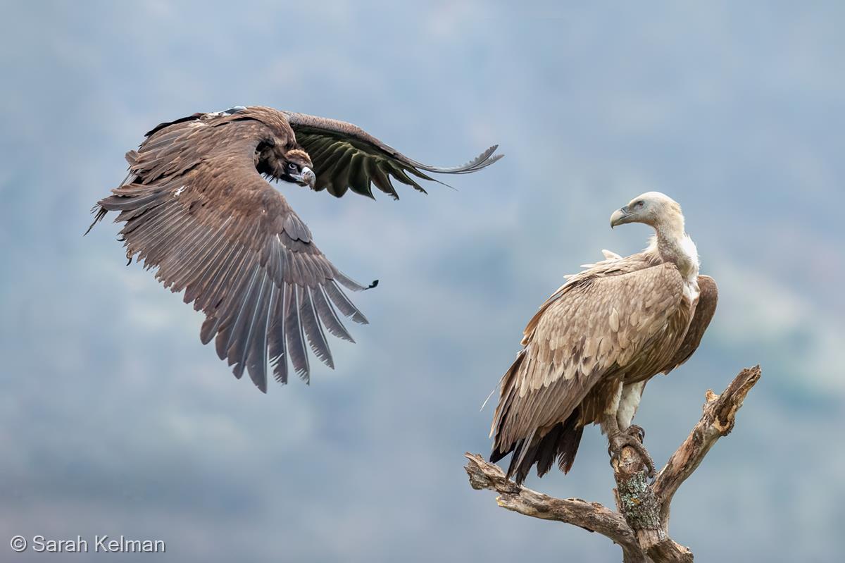 Black and Griffon Vultures, Rhodope Mountains by Sarah Kelman