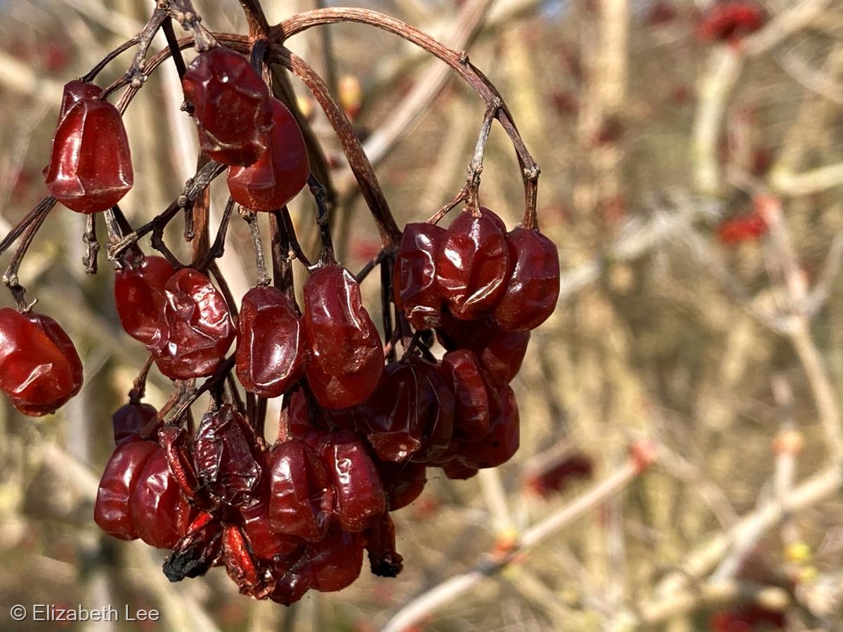 The Forbidden Red Berries by Elizabeth Lee