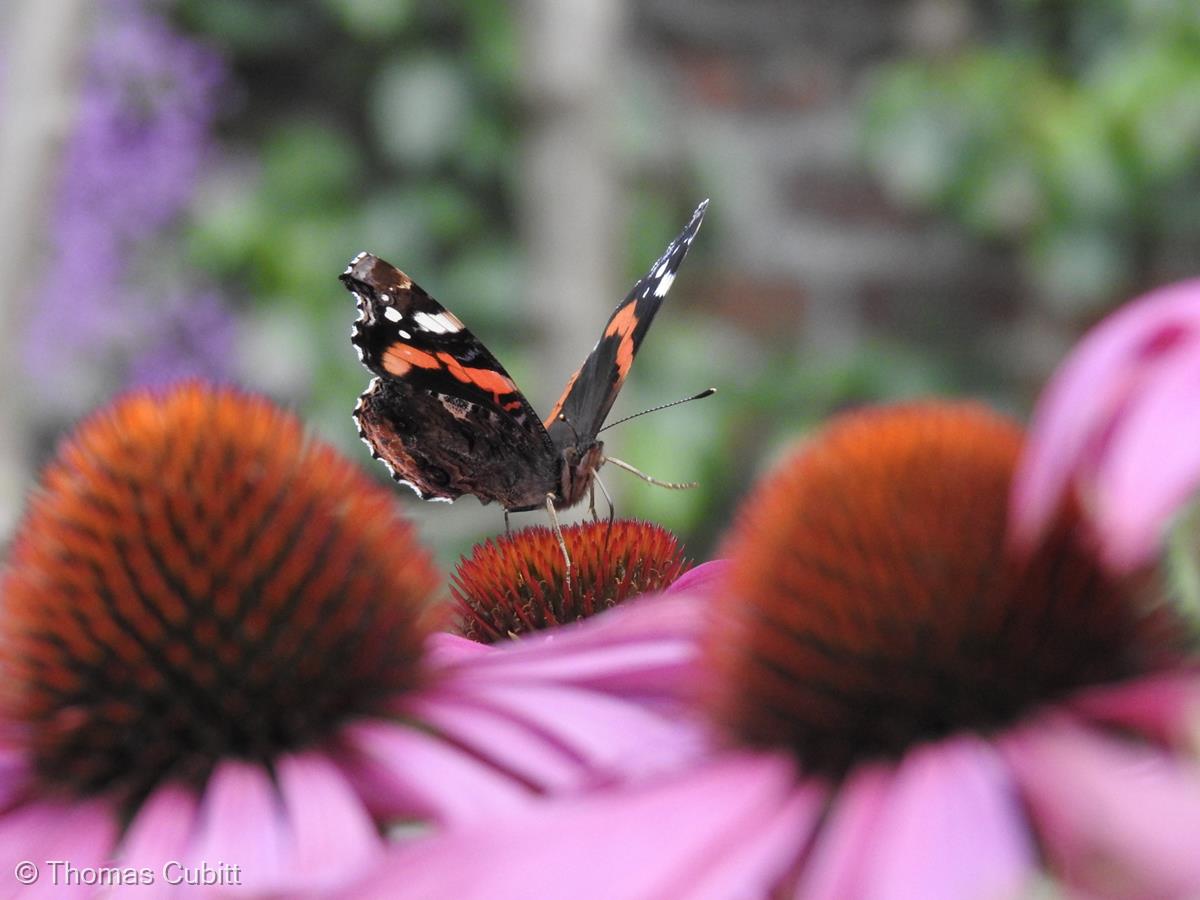 Nectar Time by Thomas Cubitt