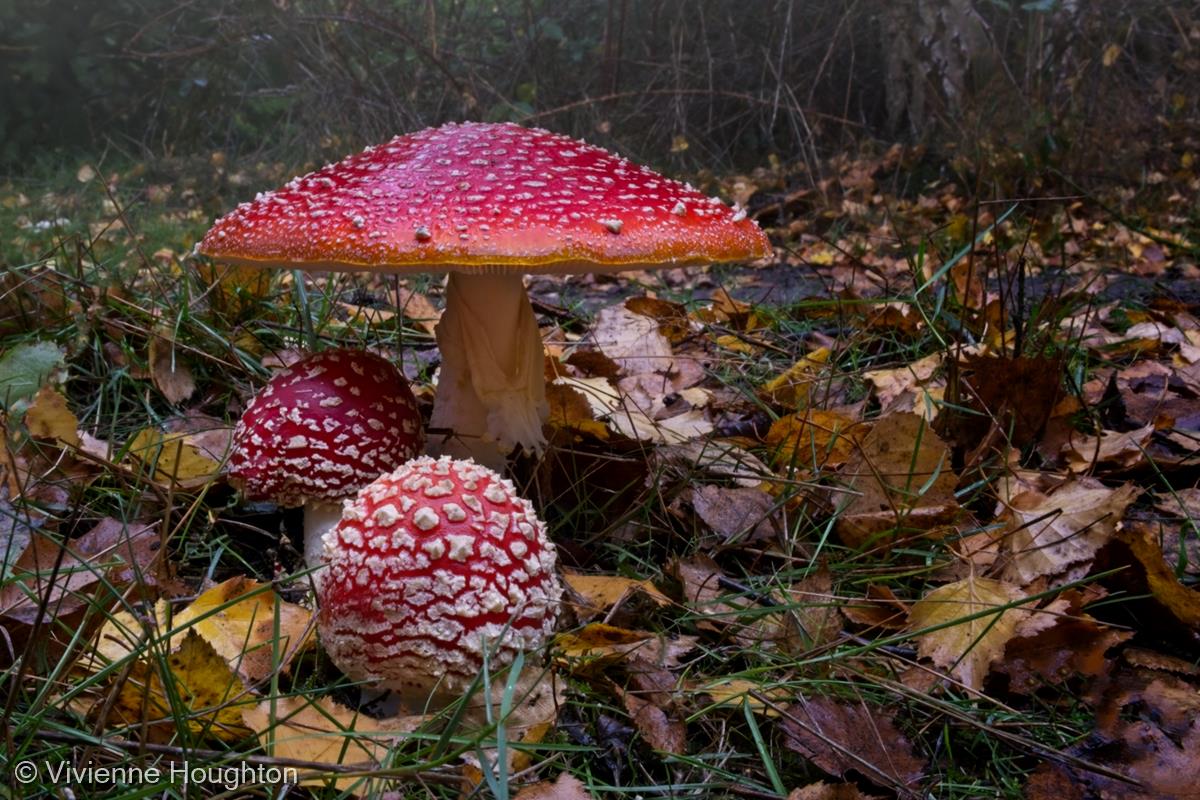 Fly Agaric in the Rain by Vivienne Houghton