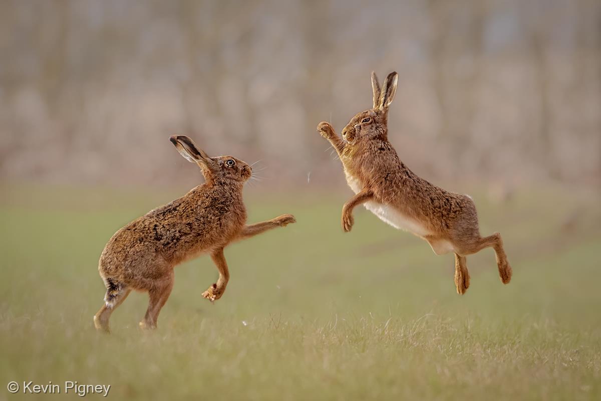 Hares Boxing by Kevin Pigney
