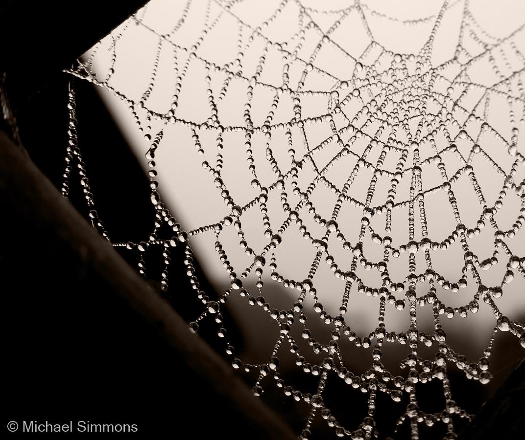 Spider Web with Dew by Michael Simmons