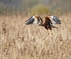 Marsh Harrier - Hunting