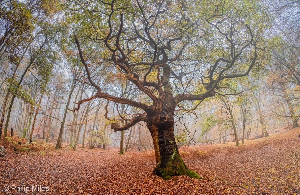 Epping Forest by Philip Miles