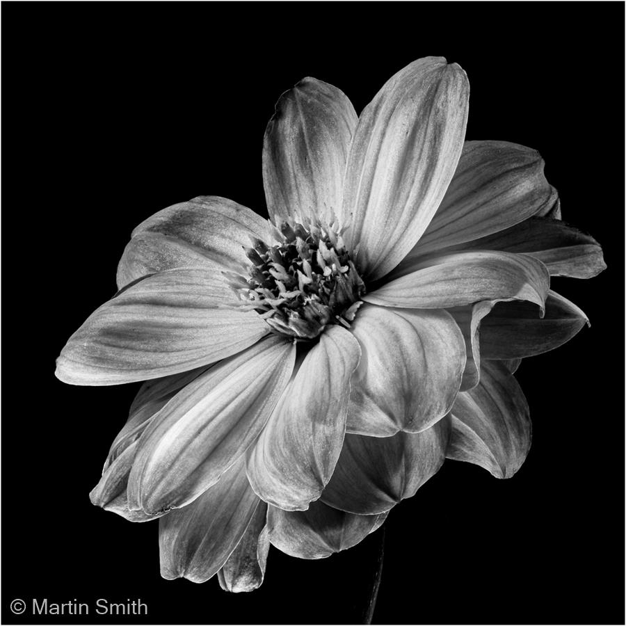 Dahlia by Martin Smith