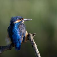 The Patient Kingfisher