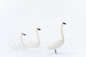 Trumpeter Swans
