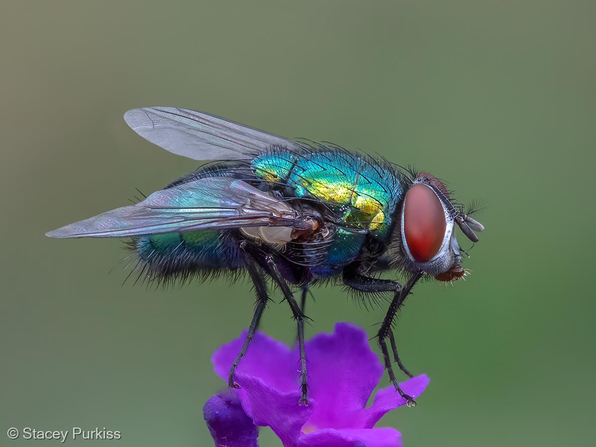 Greenbottle Fly by Stacey Purkiss