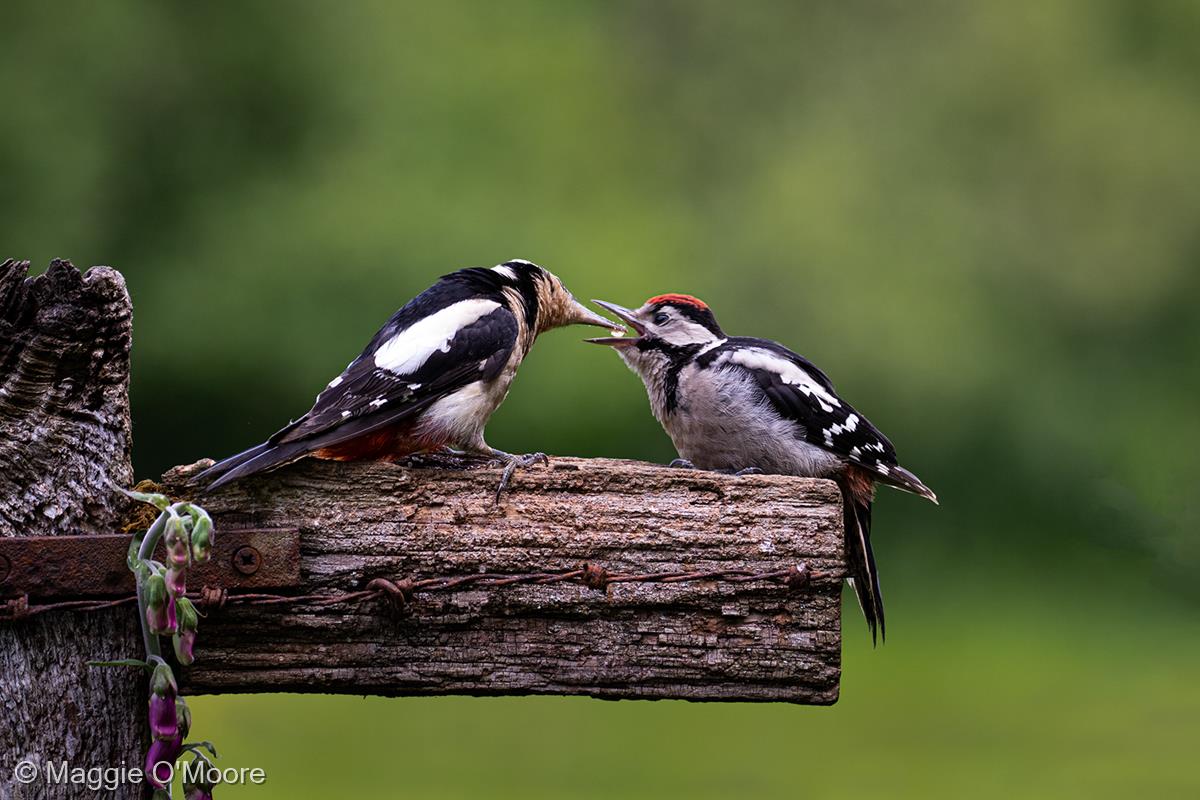Juvenile Woodpecker Feeding by Maggie O'Moore