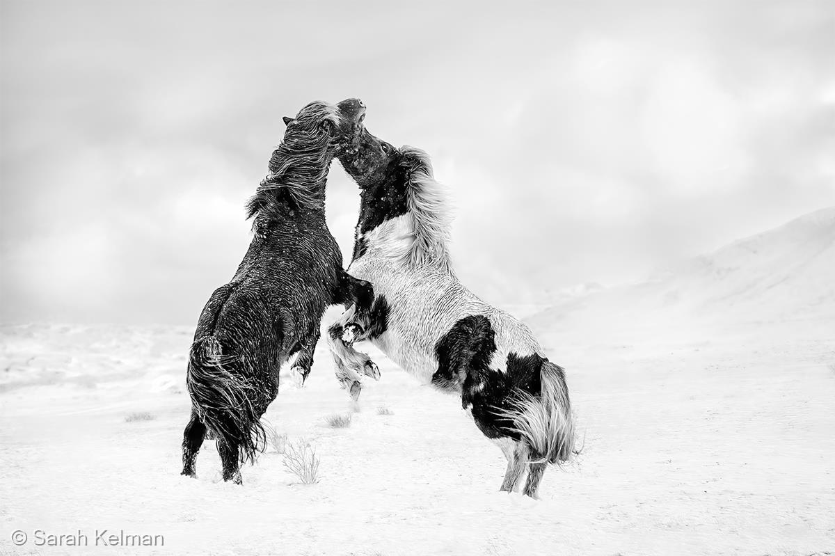 Territorial Icelandic Horses by Sarah Kelman