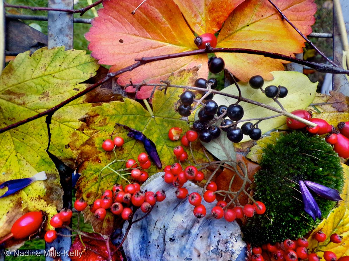 Autumnal Colours by Nadine Mills-Kelly