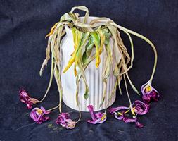 Tulips in Decline