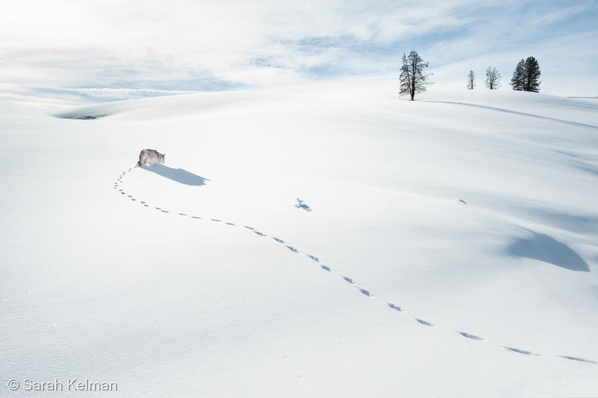 The Lone Wolf by Sarah Kelman