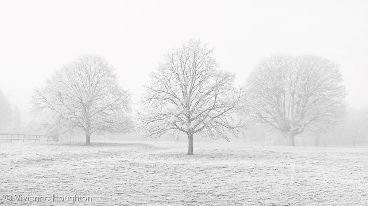 Hoar Frost and Fog by Vivienne Houghton