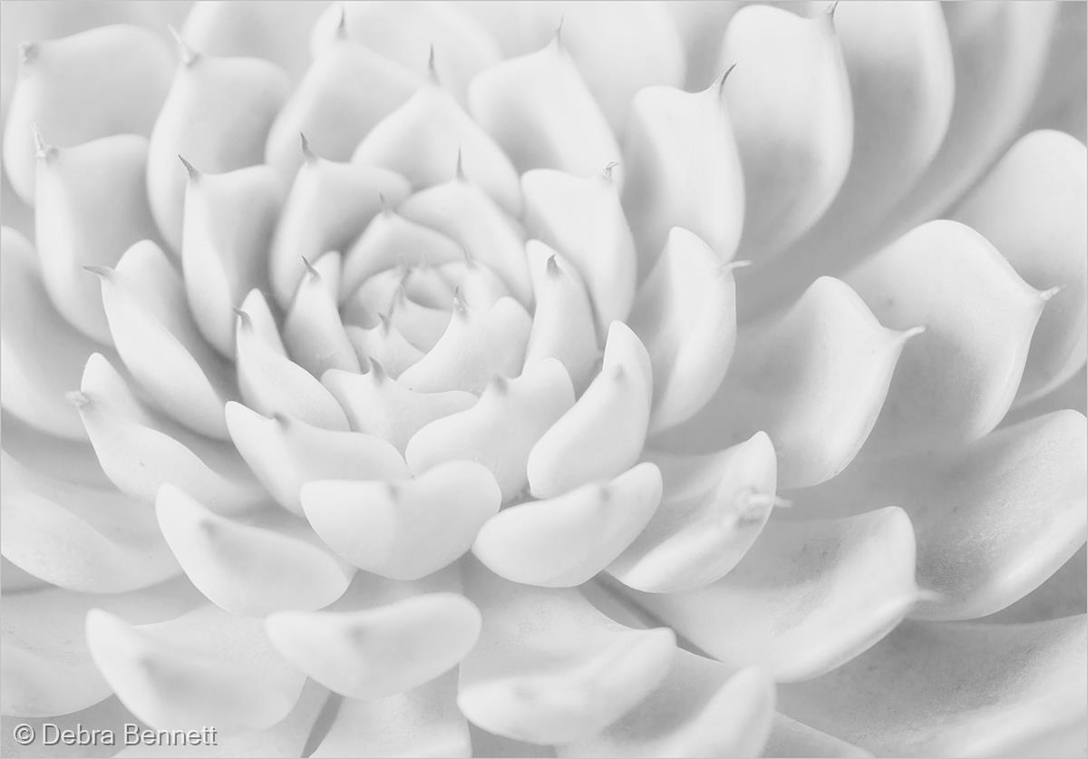 Succulent by Debra Bennett