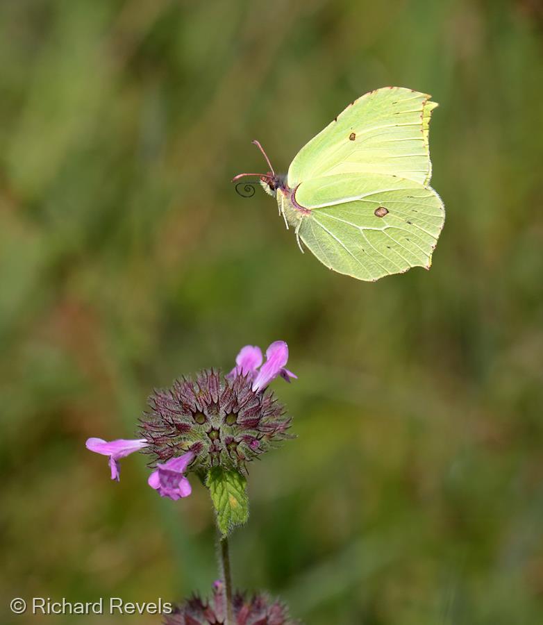 Brimstone Butterfly in Flight by Richard Revels