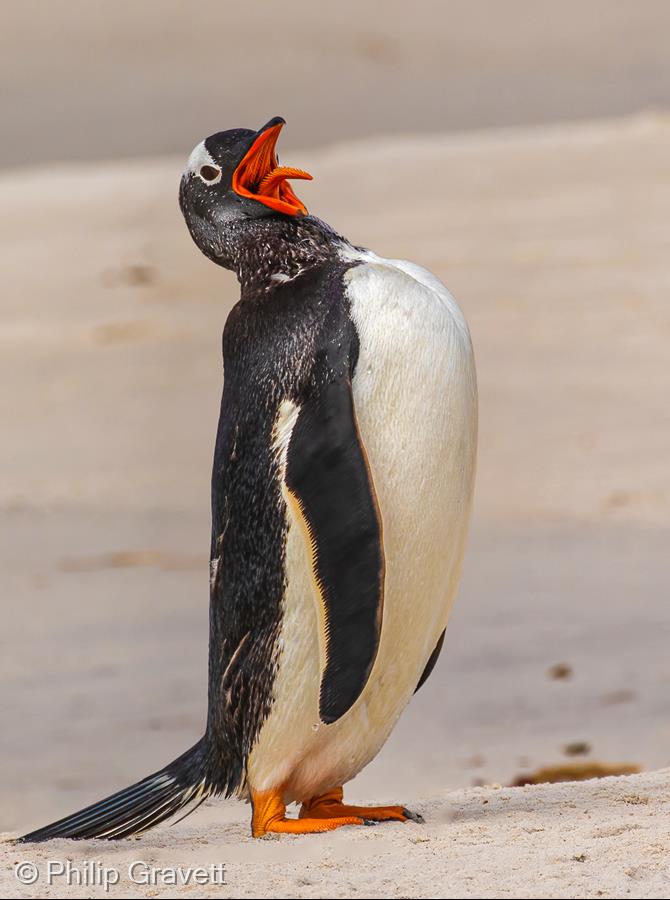 Gentoo Penguin in the Falkland Islands by Philip Gravett