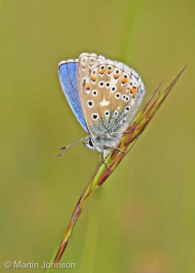 Male Adonis Blue Butterfly by Martin Johnson