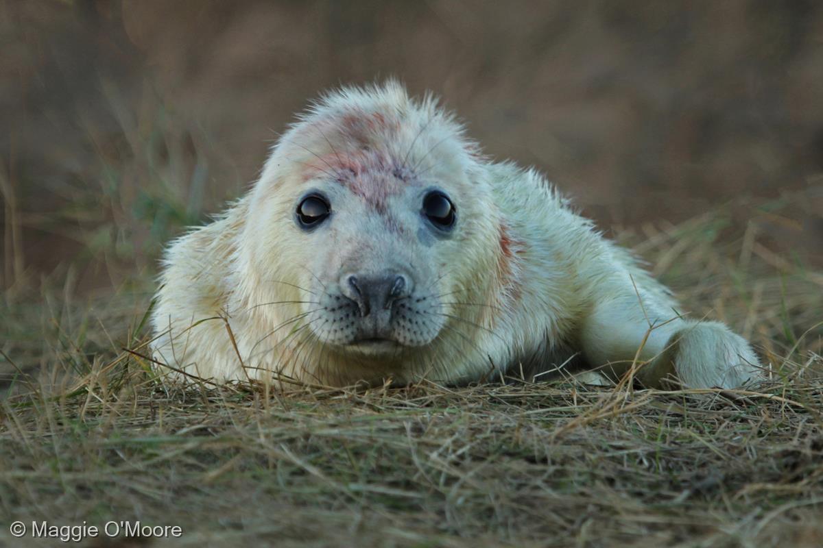 Newborn Seal Pup by Maggie O'Moore