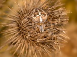Camouflaged Garden Spider