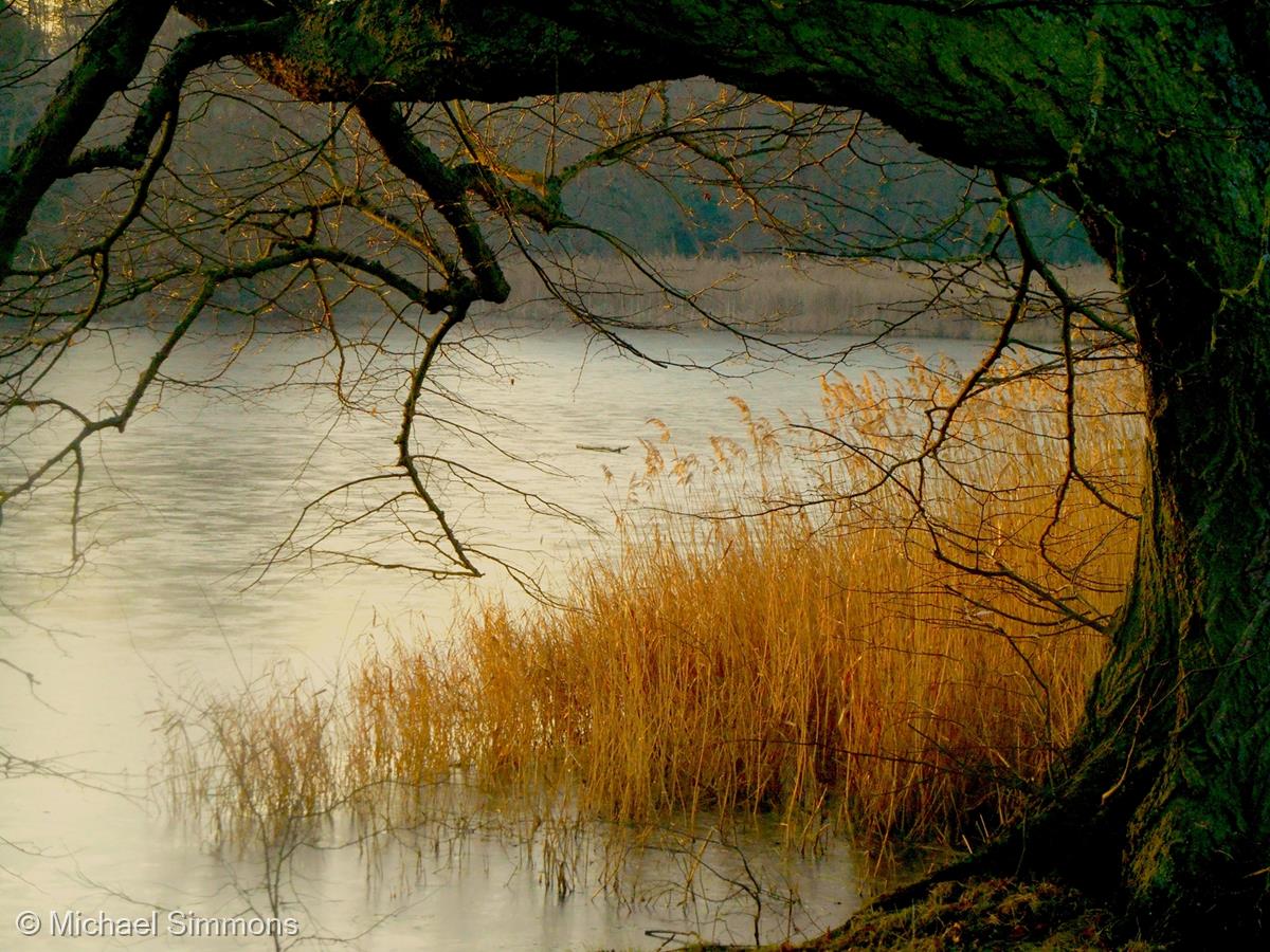 Winter Sunlight on Icy Lake with Tree and Rushes by Michael Simmons