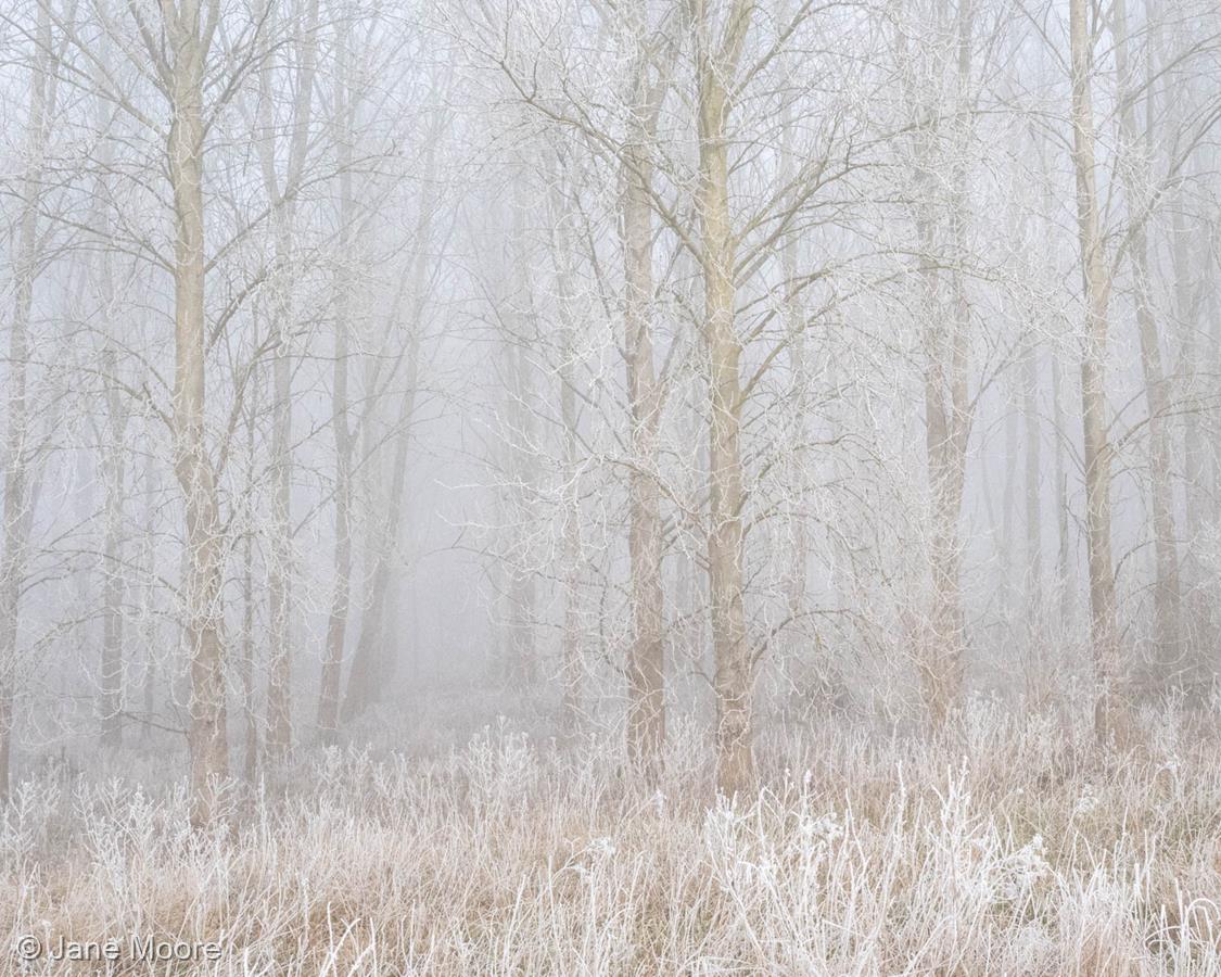 Winter Frost and Fog by Jane Moore