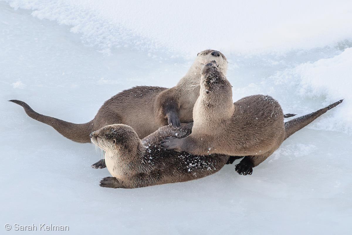 River Otter Family by Sarah Kelman