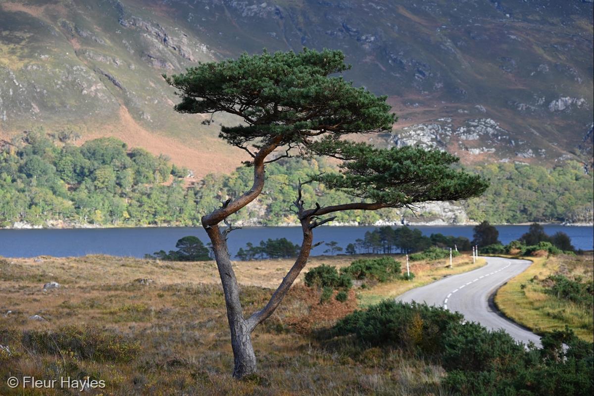 Loch Maree by Fleur Hayles