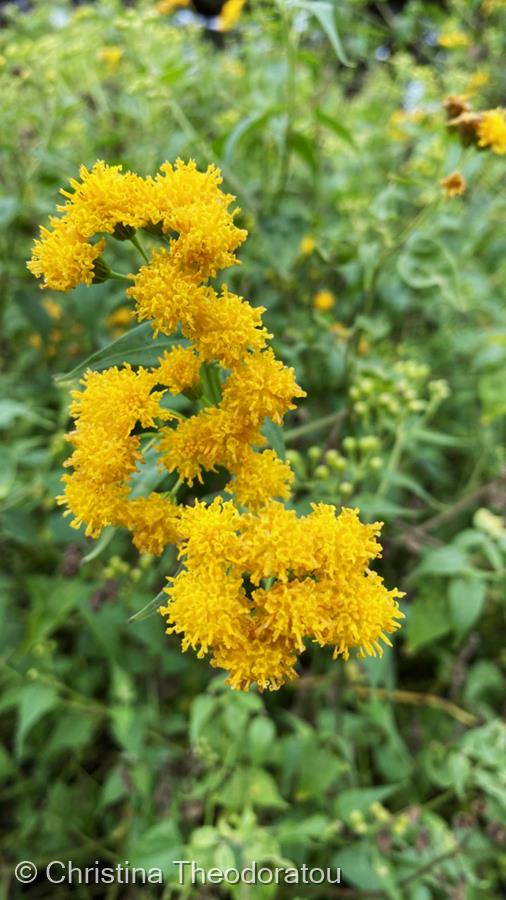 Gold Flowers on an Autumn Day by Christina Theodoratou