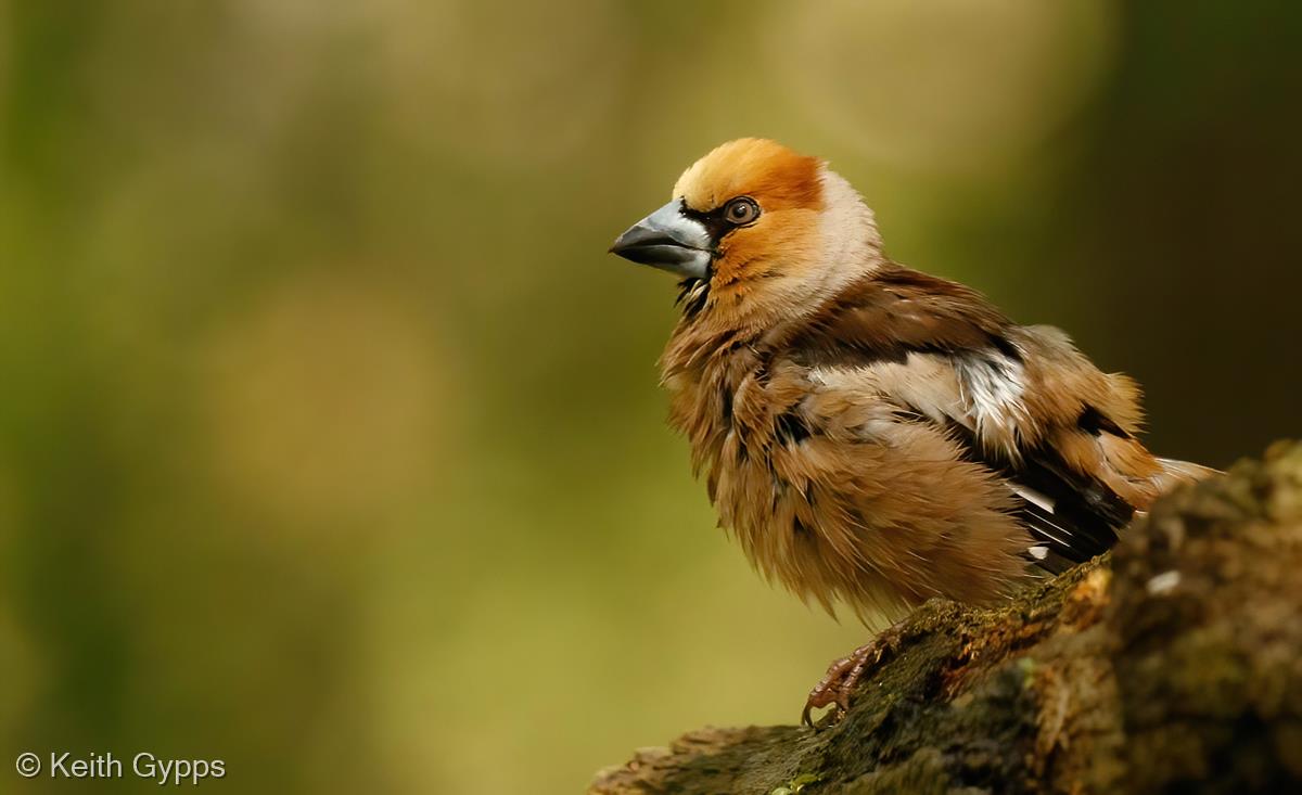 Hawfinch Drying in the Sun by Keith Gypps