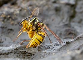 Wasp Catches Dung Fly