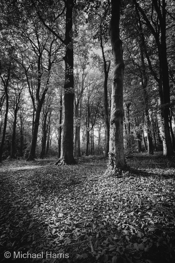 Beech Wood in Autumn by Michael Harris