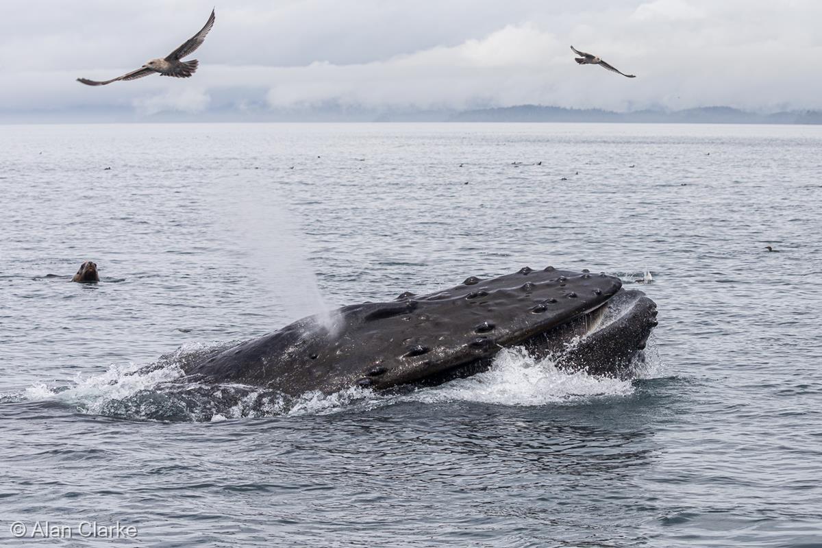 Feeding Lunge - Humpback Whale off Vancouver Island by Alan Clarke