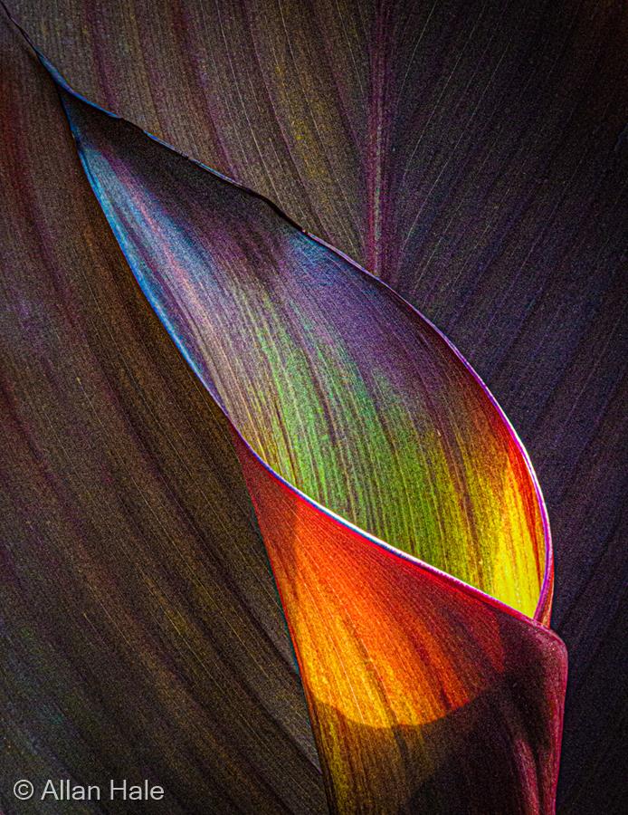 Canna Lily by Allan Hale