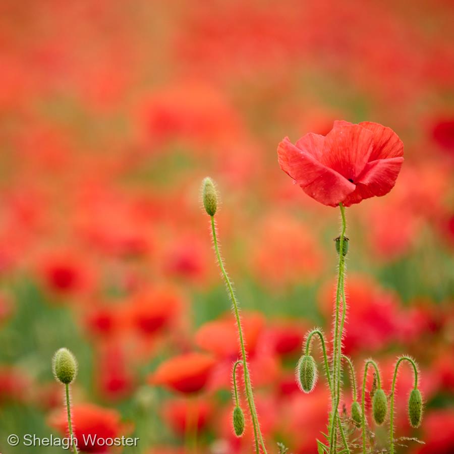 Poppies by Shelagh Wooster