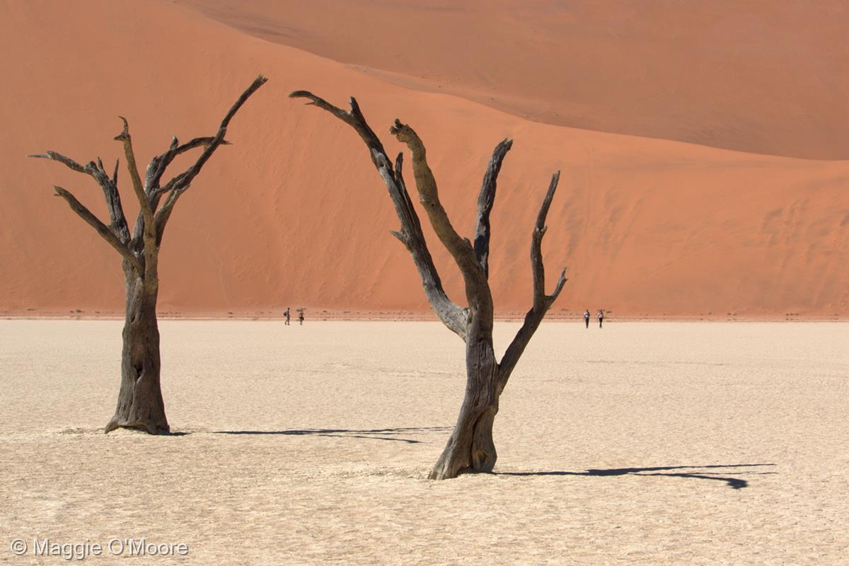 Deadvlei Clay Pan, Namibia by Maggie O'Moore