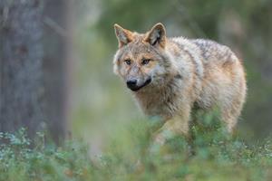 Eurasian Wolf Cub