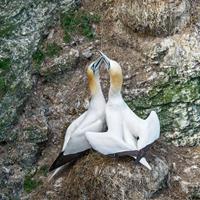 Gannets Pair-Bonding