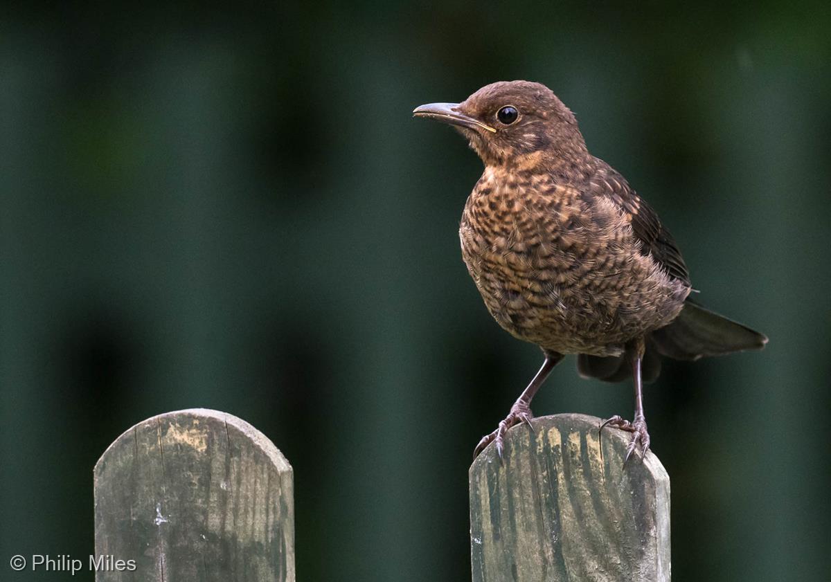 Young Blackbird by Philip Miles