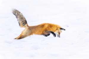 Red Fox Hunting